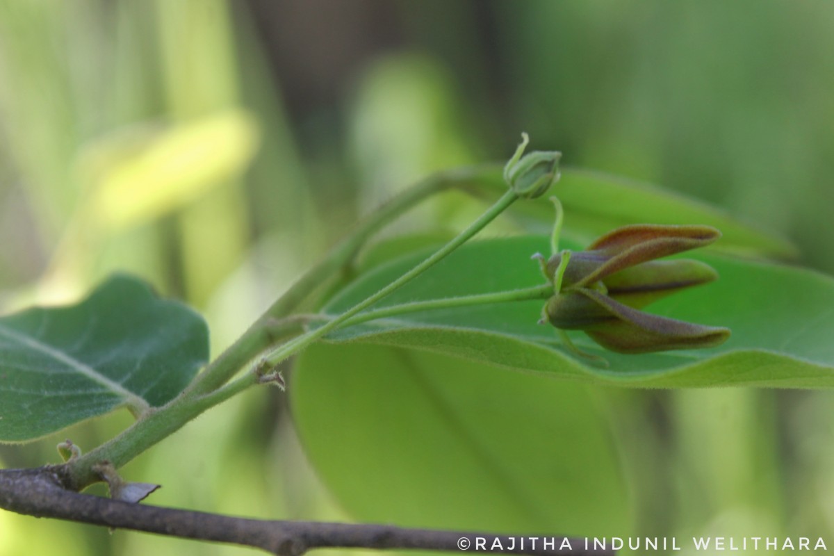 Miliusa tomentosa (Roxb.) Finet & Gagnep.