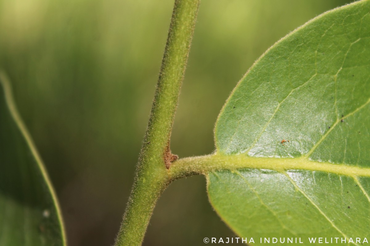 Miliusa tomentosa (Roxb.) Finet & Gagnep.