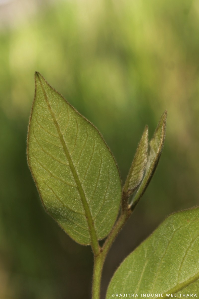 Miliusa tomentosa (Roxb.) Finet & Gagnep.