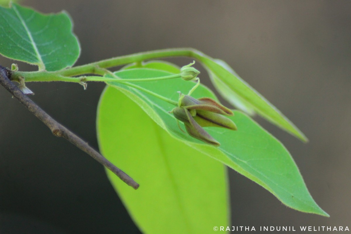 Miliusa tomentosa (Roxb.) Finet & Gagnep.