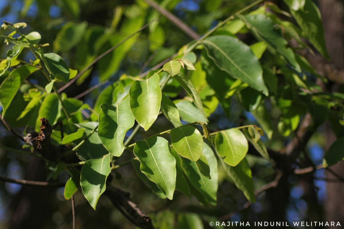 Miliusa tomentosa (Roxb.) Finet & Gagnep.