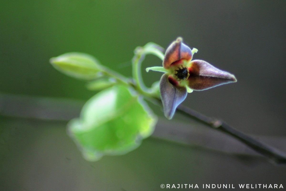 Miliusa tomentosa (Roxb.) Finet & Gagnep.