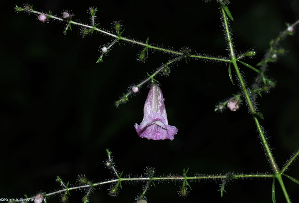 Strobilanthes habracanthoides J.R.I.Wood