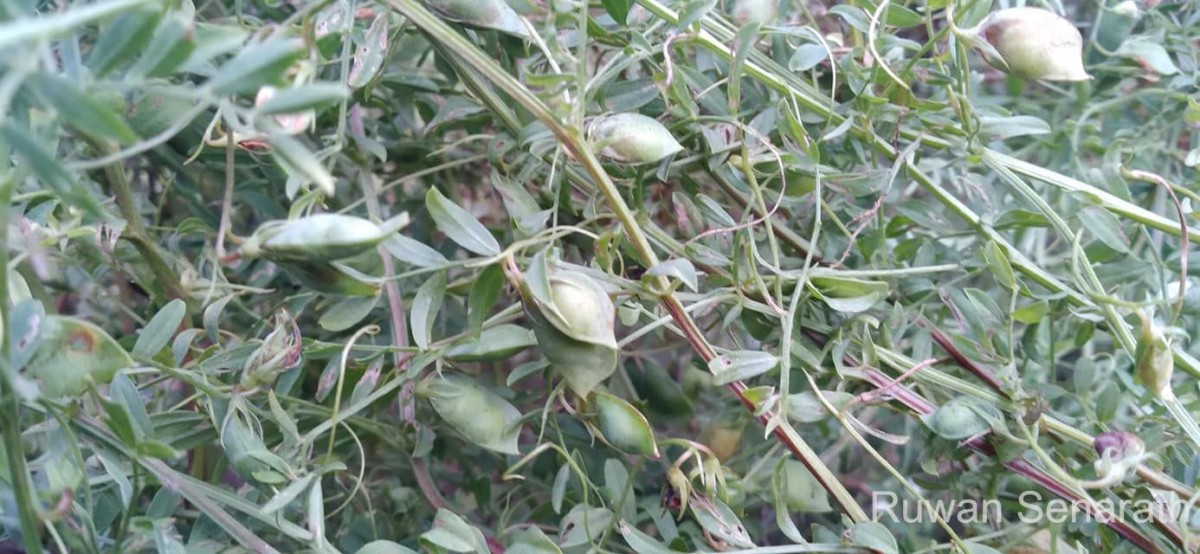 Vicia lens (L.) Coss. & Germ.