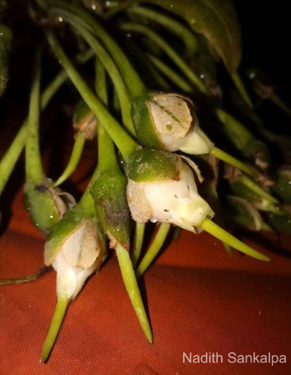 Madhuca longifolia (J.Koenig ex L.) J.F.Macbr.