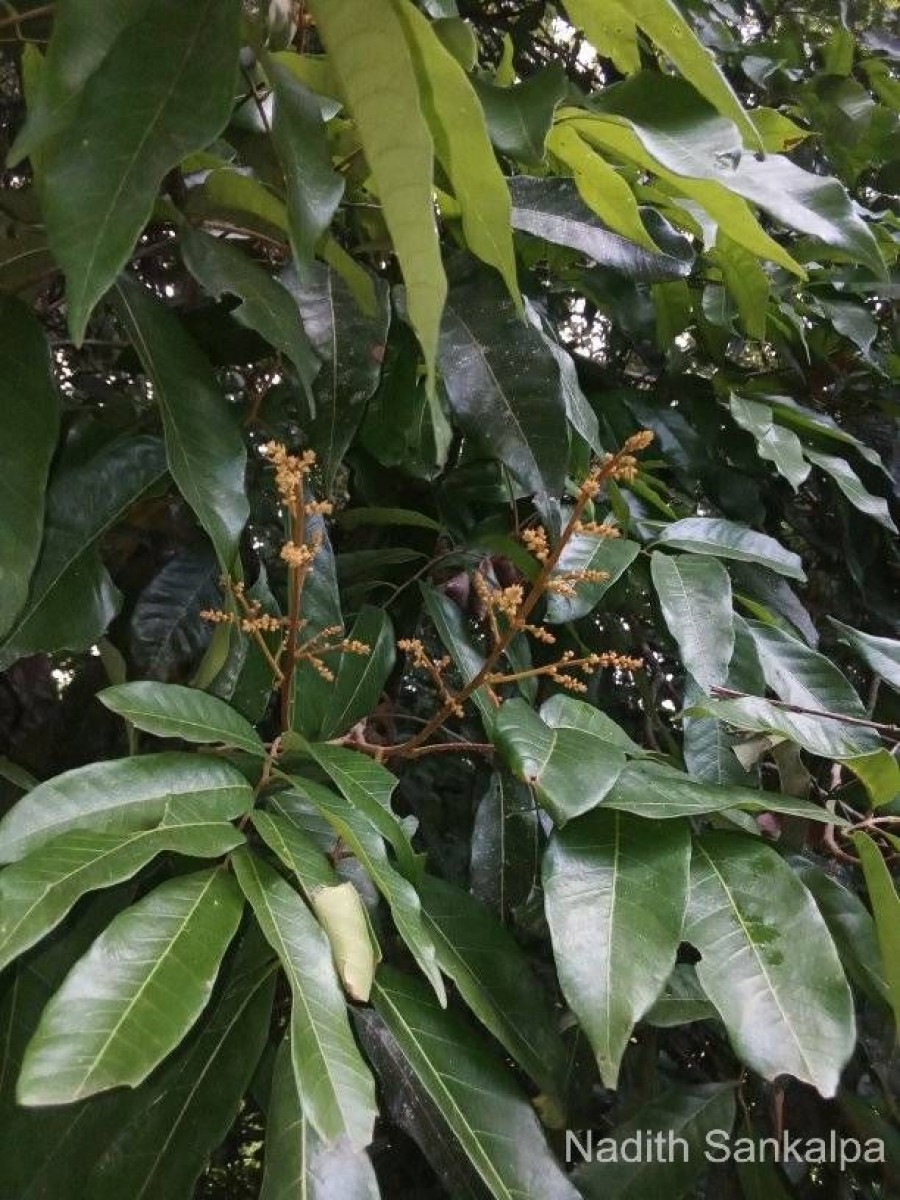 Dimocarpus longan Lour.