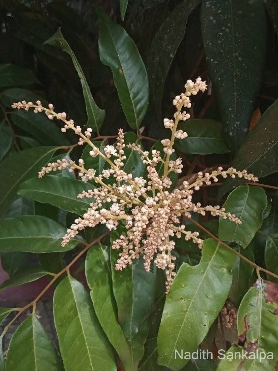 Dimocarpus longan Lour.