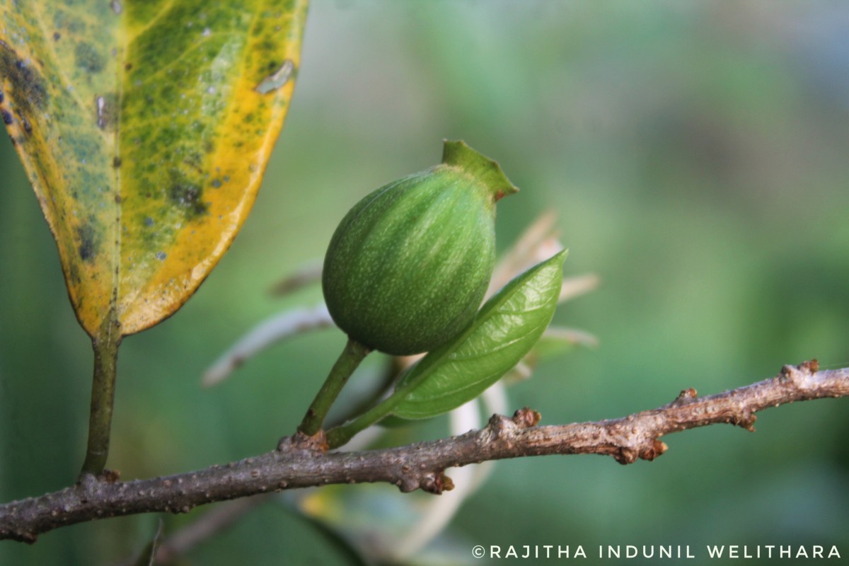 Alangium hexapetalum Lam.