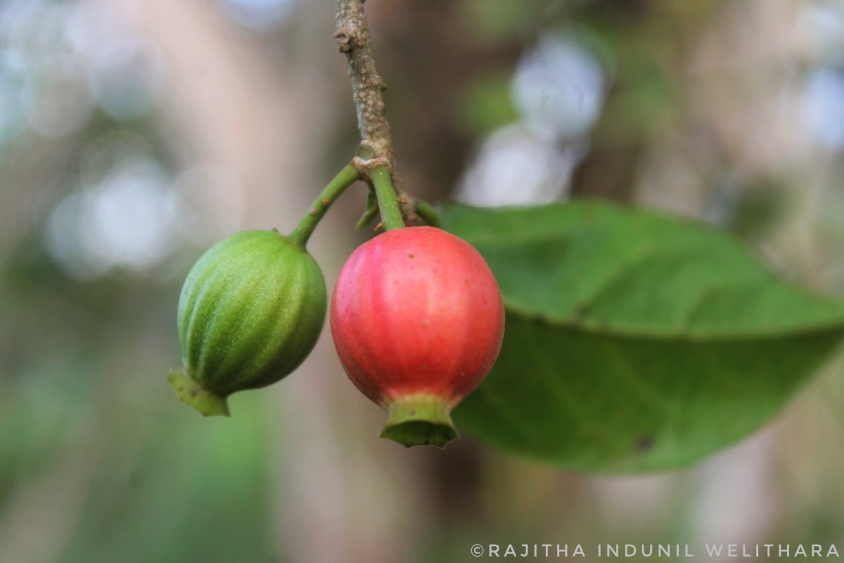 Alangium hexapetalum Lam.