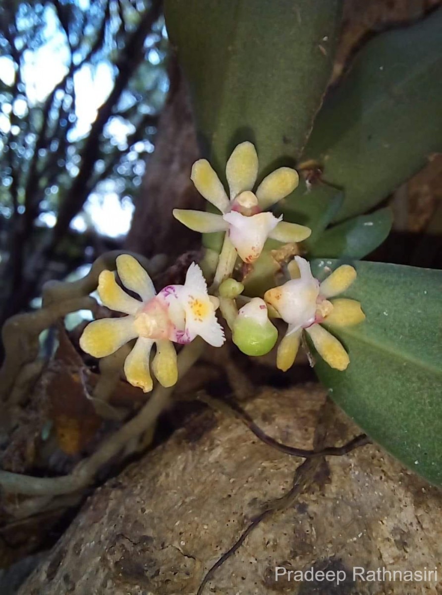 Gastrochilus flabelliformis (Blatt. & McCann) C.J.Saldanha