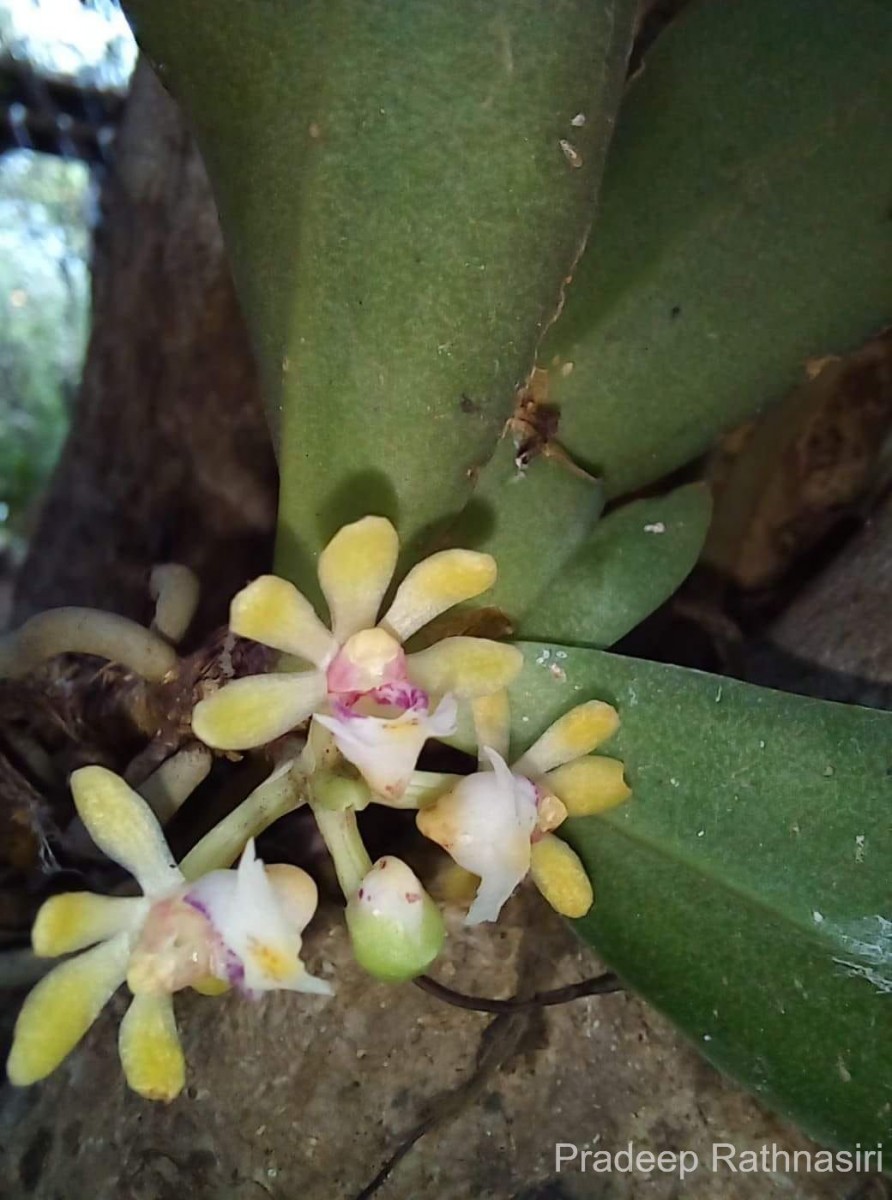 Gastrochilus flabelliformis (Blatt. & McCann) C.J.Saldanha