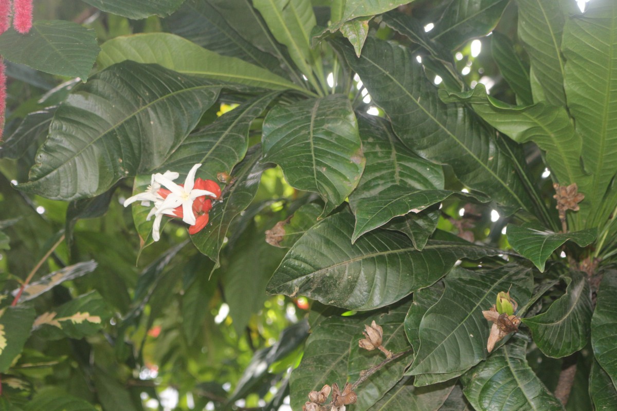 Erythrochiton brasiliensis Nees & Mart.