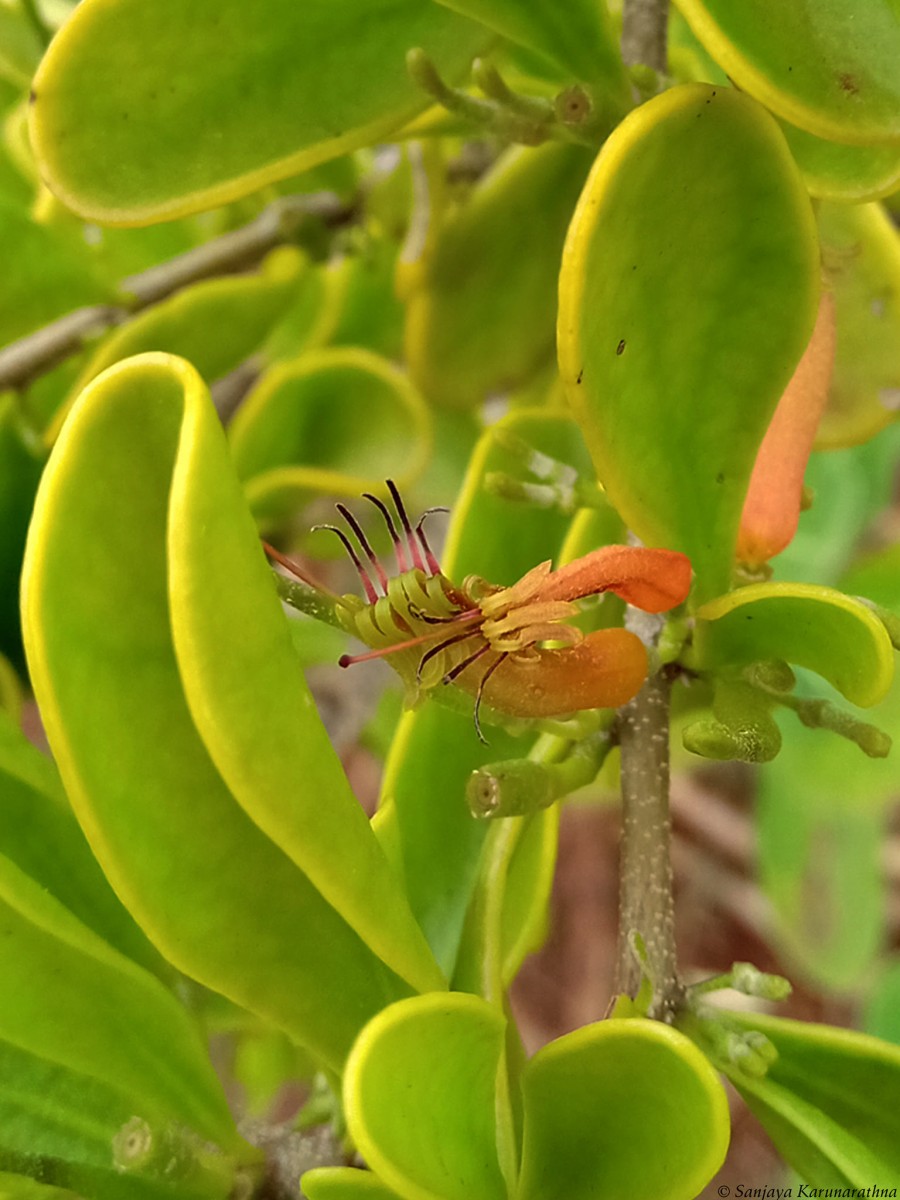 Taxillus cuneatus (B.Heyne) Danser