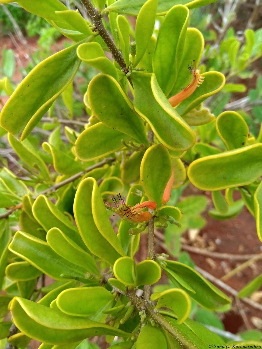 Taxillus cuneatus (B.Heyne) Danser