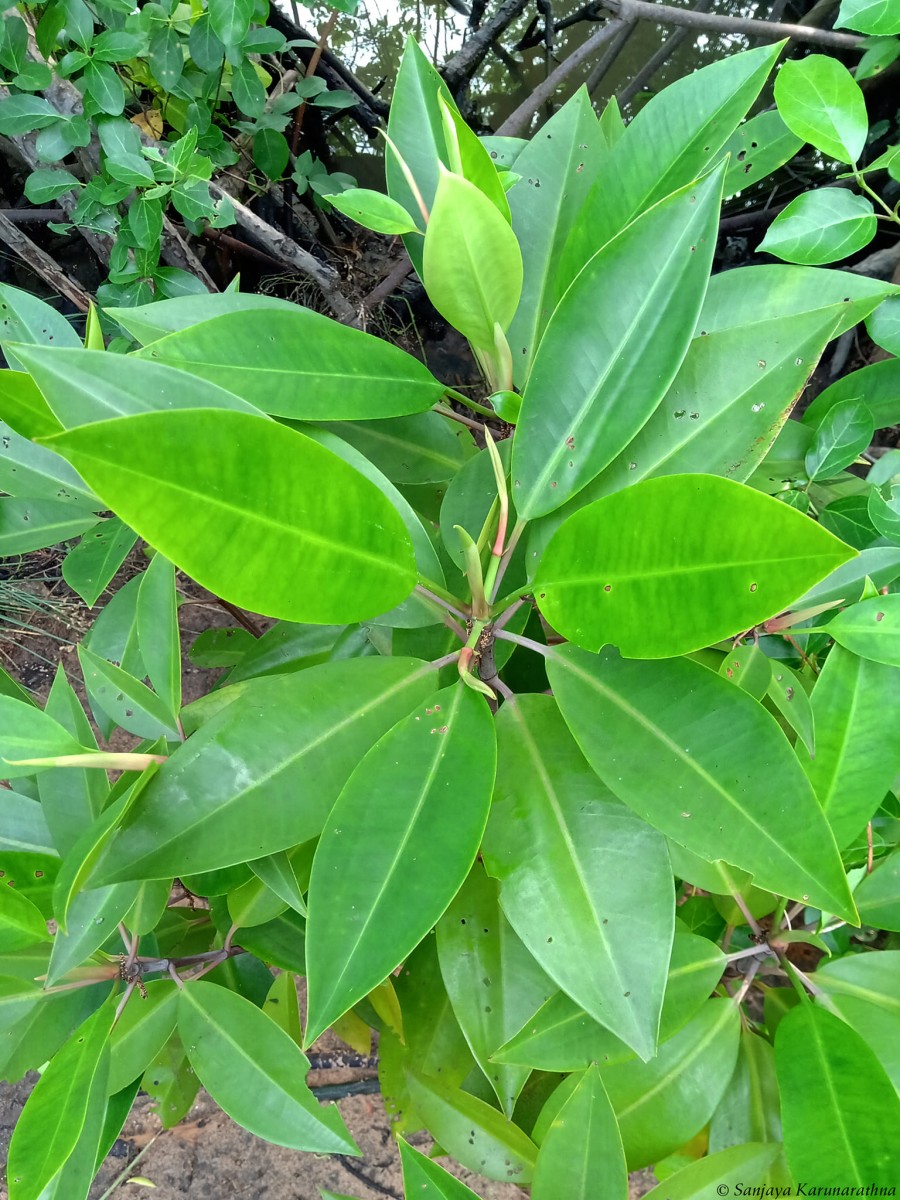 Bruguiera gymnorhiza (L.) Lam.