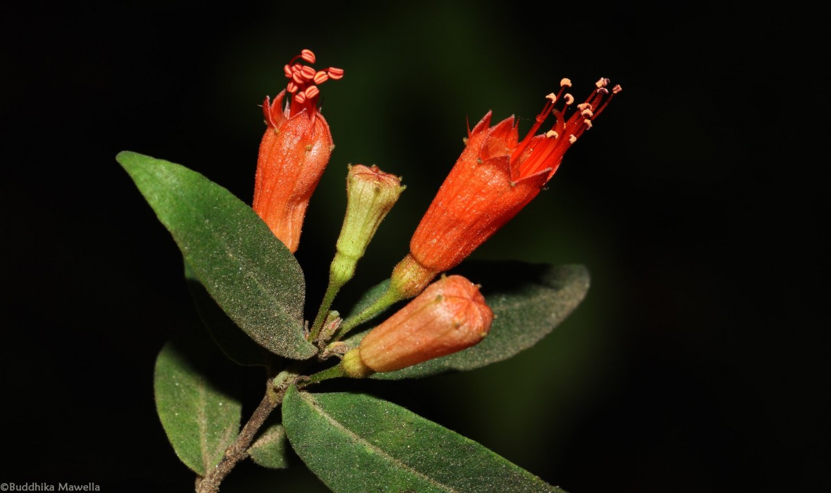 Woodfordia fruticosa (L.) Kurz