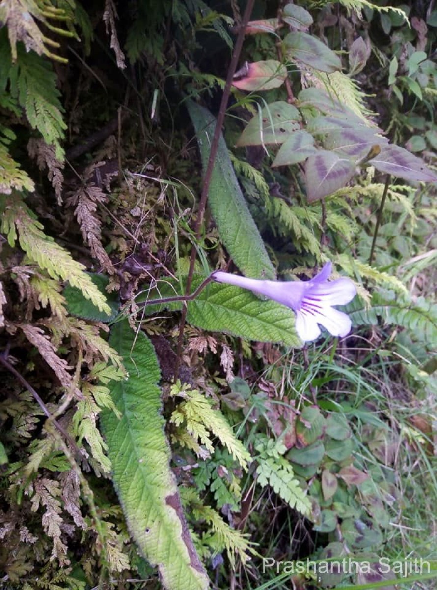 Streptocarpus rexii (Bowie ex Hook.) Lindl.