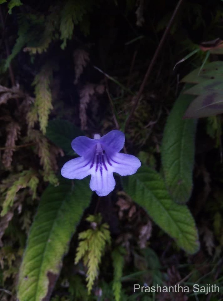 Streptocarpus rexii (Bowie ex Hook.) Lindl.