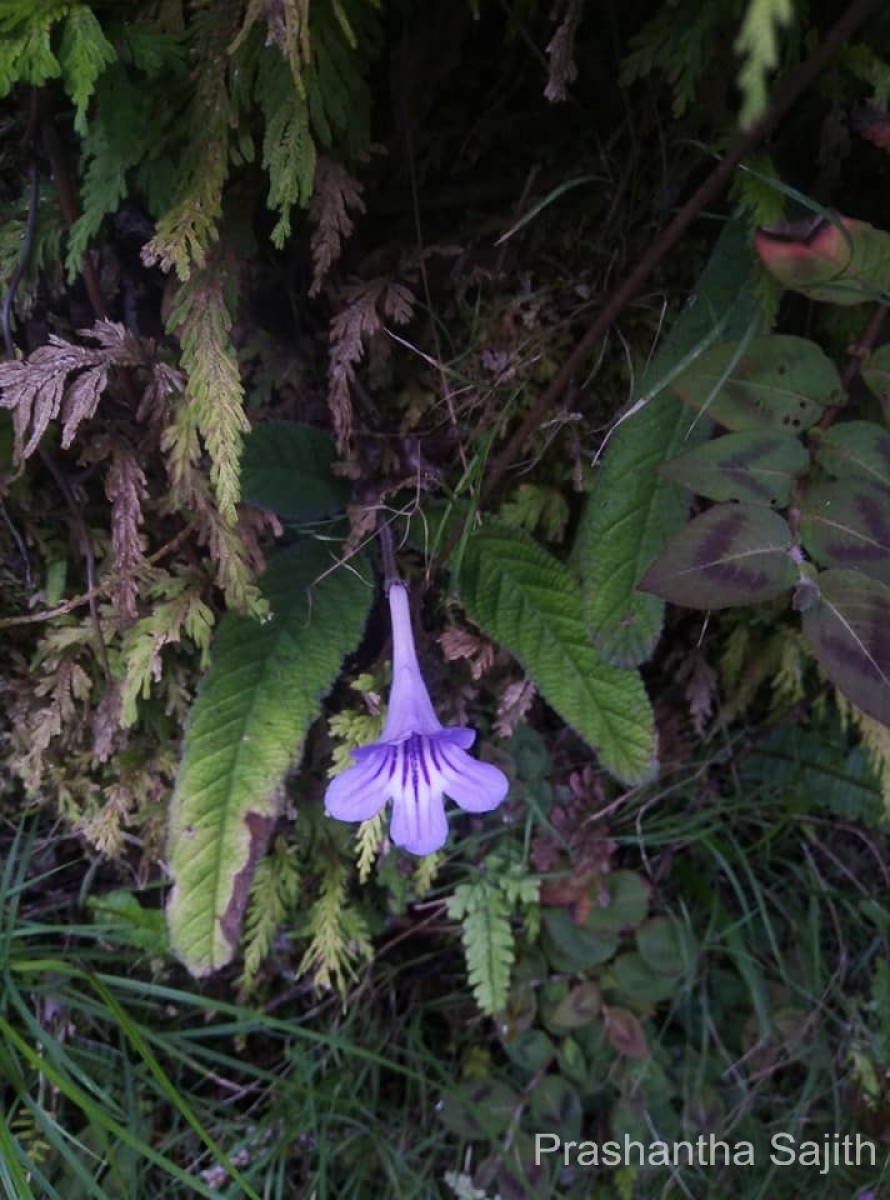 Streptocarpus rexii (Bowie ex Hook.) Lindl.