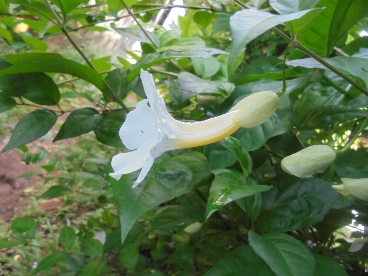 Thunbergia erecta (Benth.) T.Anderson