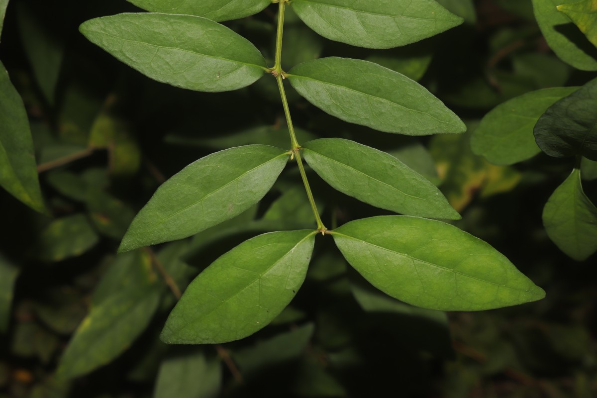 Thunbergia erecta (Benth.) T.Anderson