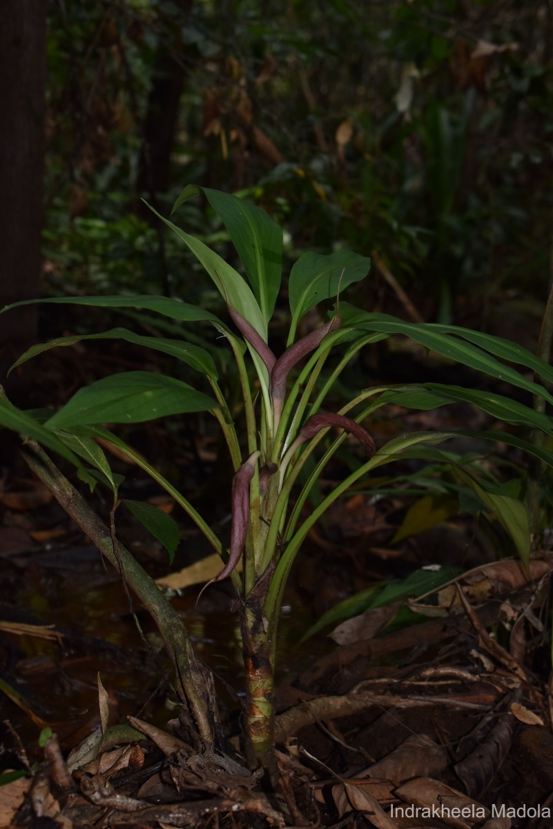 Lagenandra limbusleviterapertae Madola, D.Yakandawala & K.Yakandawala