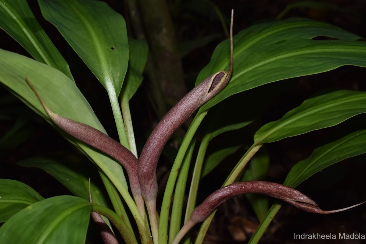 Lagenandra limbusleviterapertae Madola, D.Yakandawala & K.Yakandawala