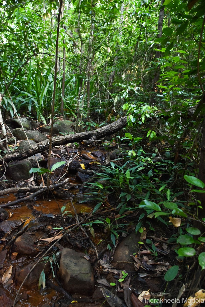 Lagenandra limbusleviterapertae Madola, D.Yakandawala & K.Yakandawala