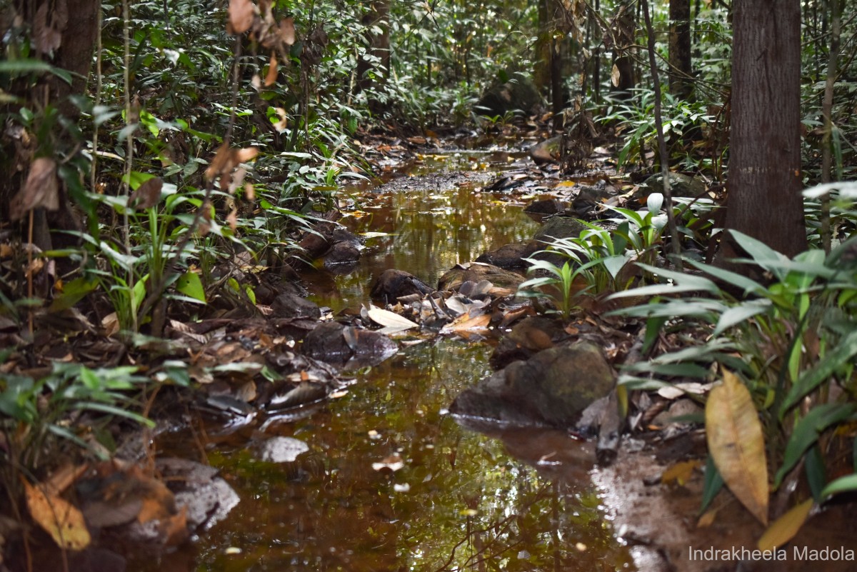 Lagenandra limbusleviterapertae Madola, D.Yakandawala & K.Yakandawala