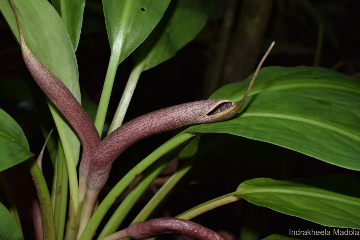 Lagenandra limbusleviterapertae Madola, D.Yakandawala & K.Yakandawala