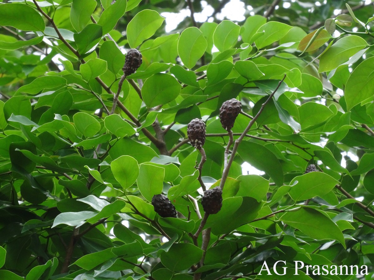 Hymenaea verrucosa Gaertn.