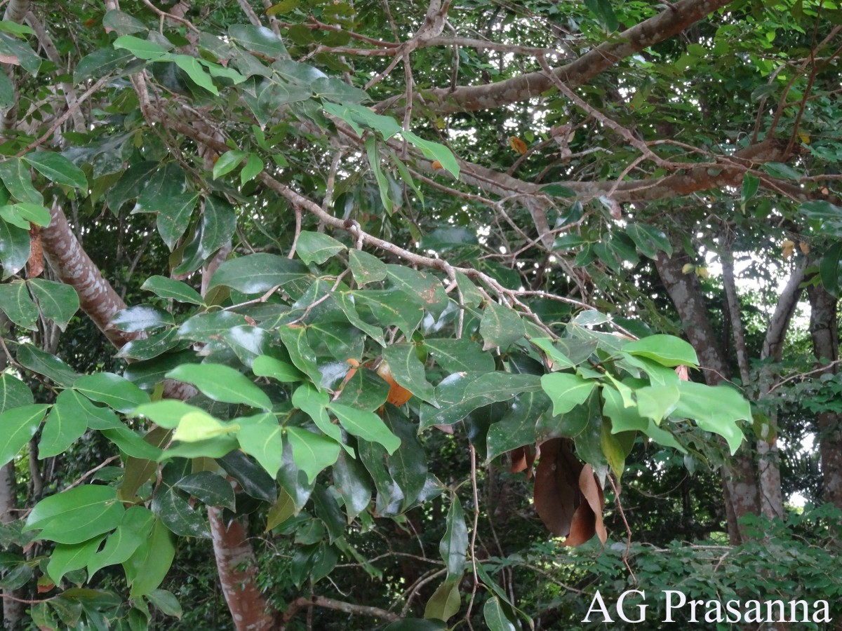 Hymenaea verrucosa Gaertn.