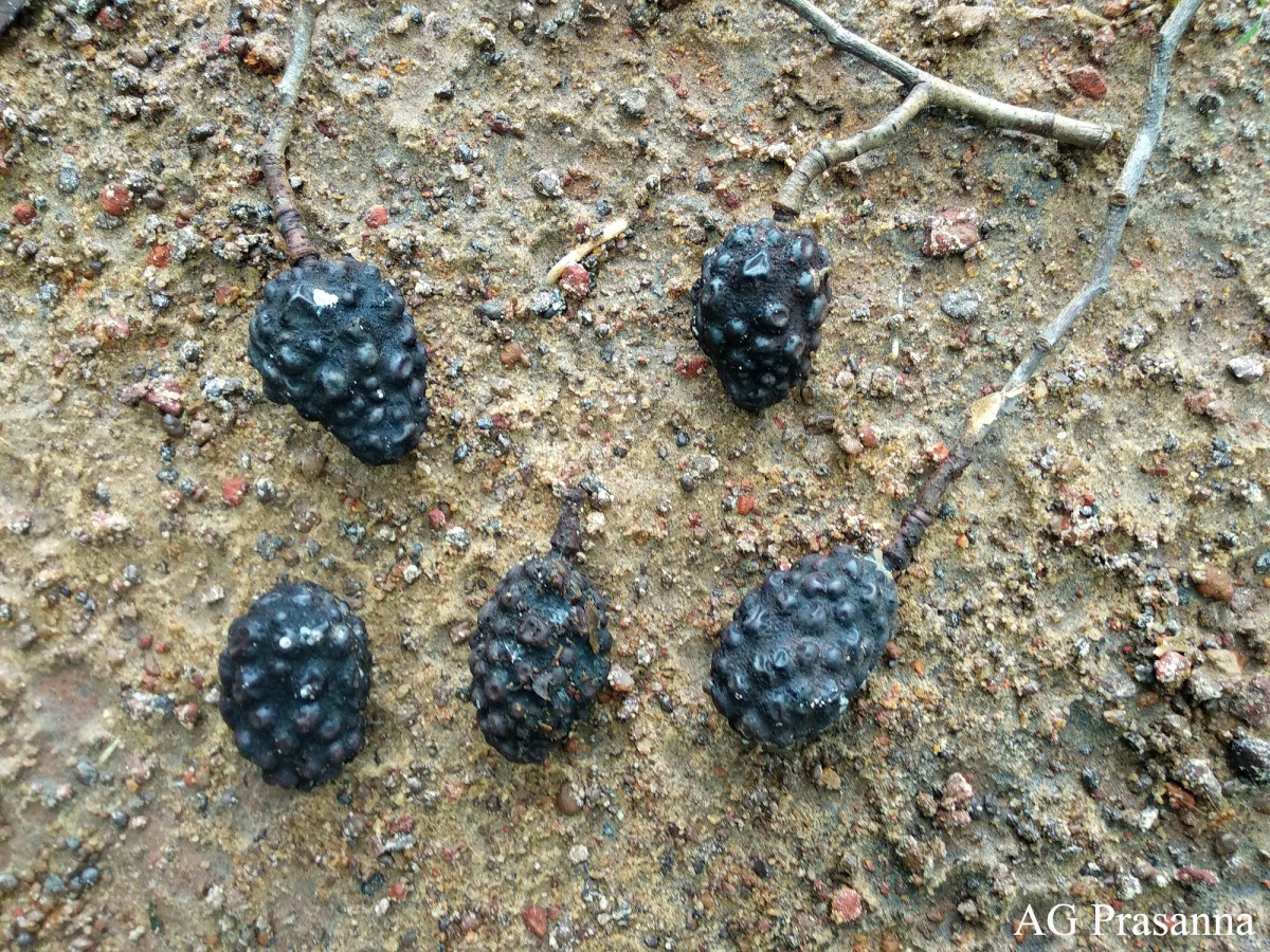 Hymenaea verrucosa Gaertn.