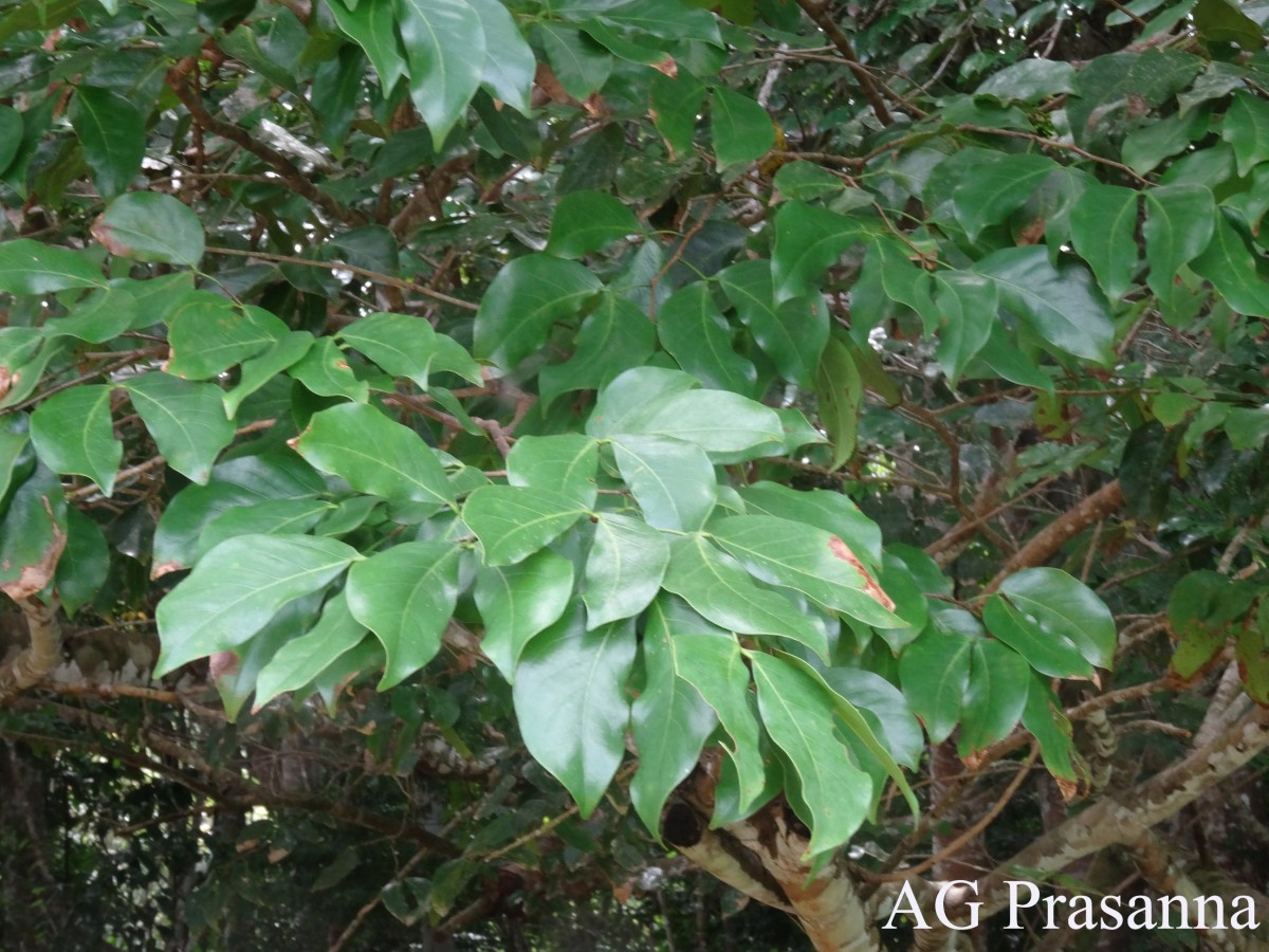 Hymenaea verrucosa Gaertn.