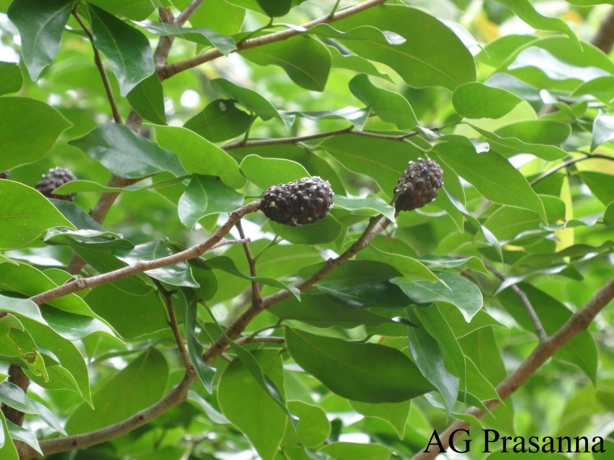 Hymenaea verrucosa Gaertn.