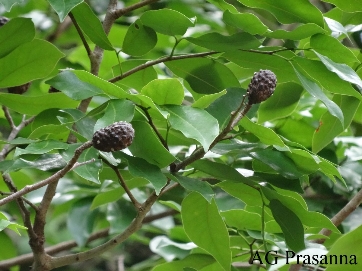 Hymenaea verrucosa Gaertn.