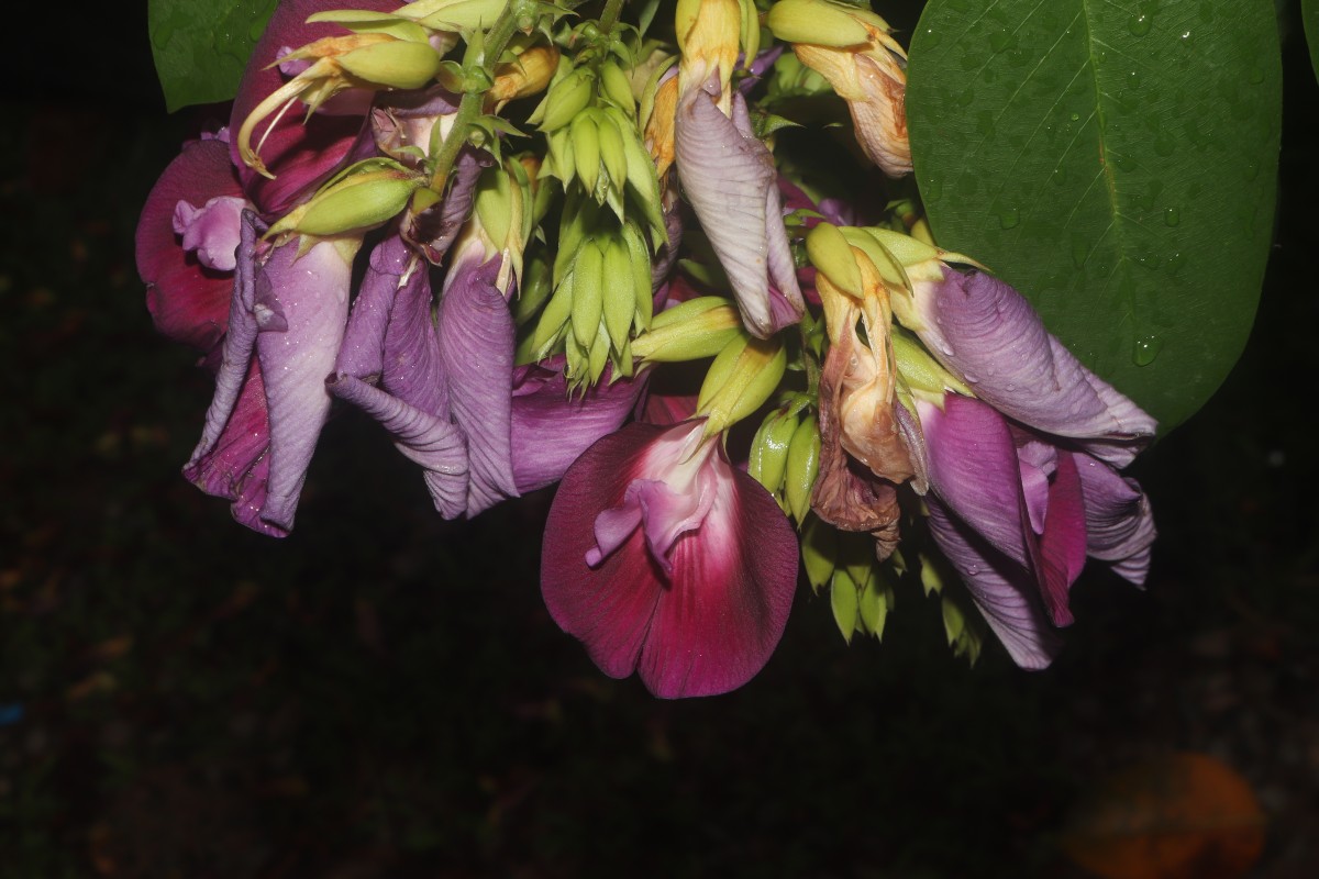 Clitoria arborea Benth.