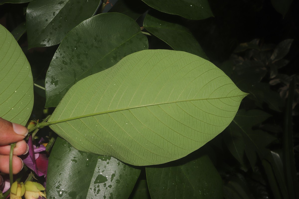 Clitoria arborea Benth.