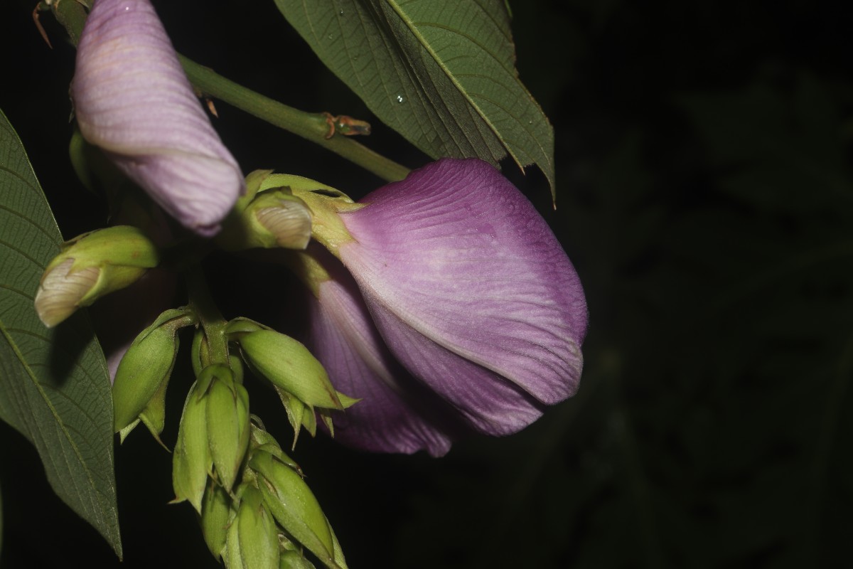 Clitoria arborea Benth.