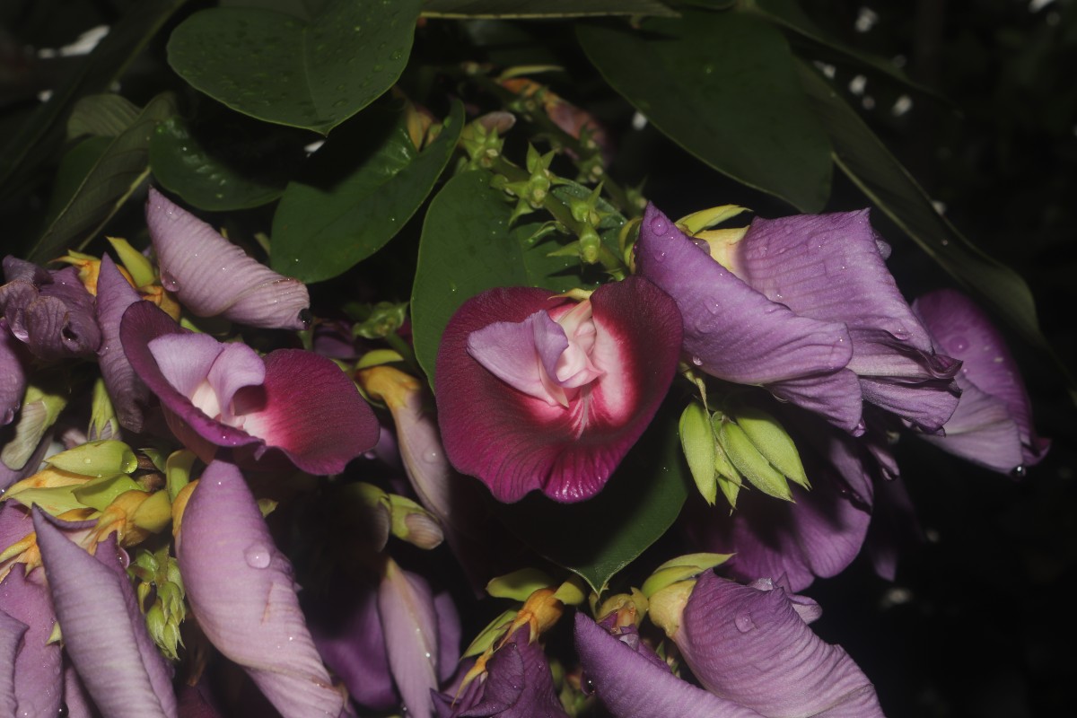 Clitoria arborea Benth.