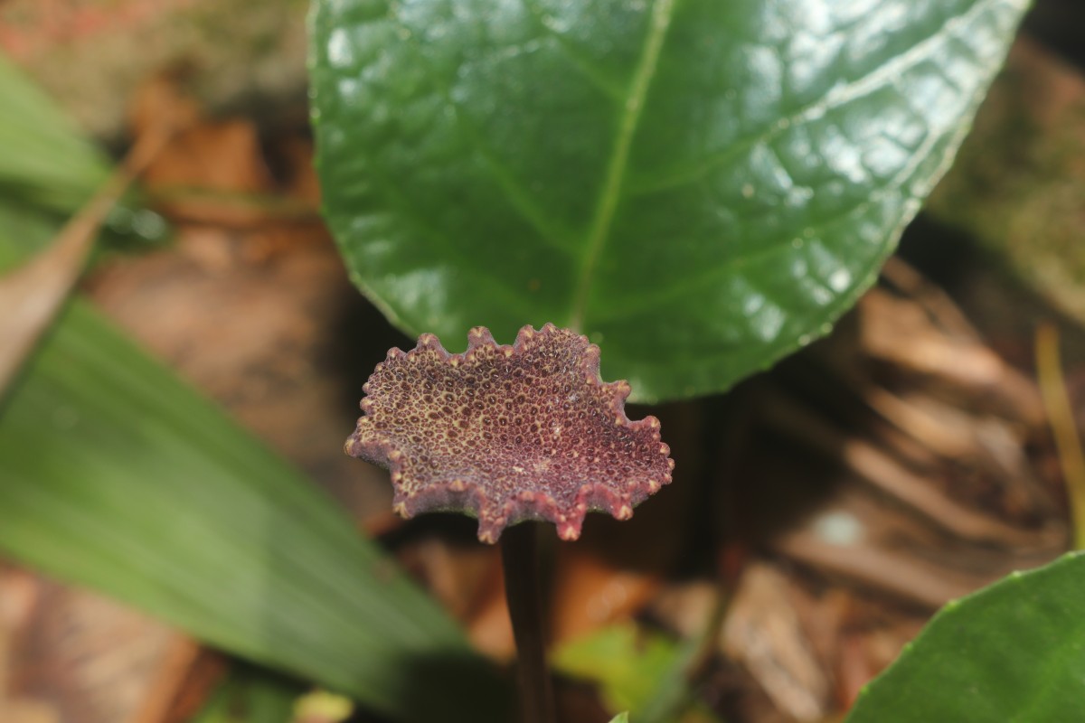 Dorstenia bahiensis Klotzsch ex Fisch. & C.A.Mey. Gardner