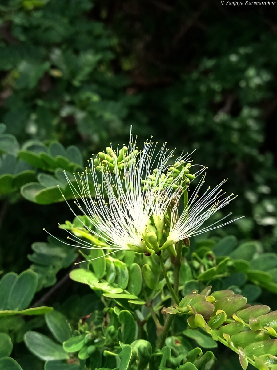 Cathormion umbellatum (Vahl) Kosterm.