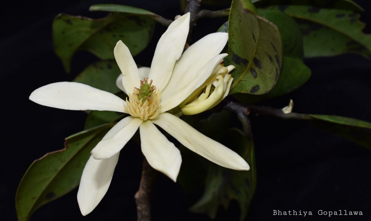 Magnolia nilagirica (Zenker) Figlar