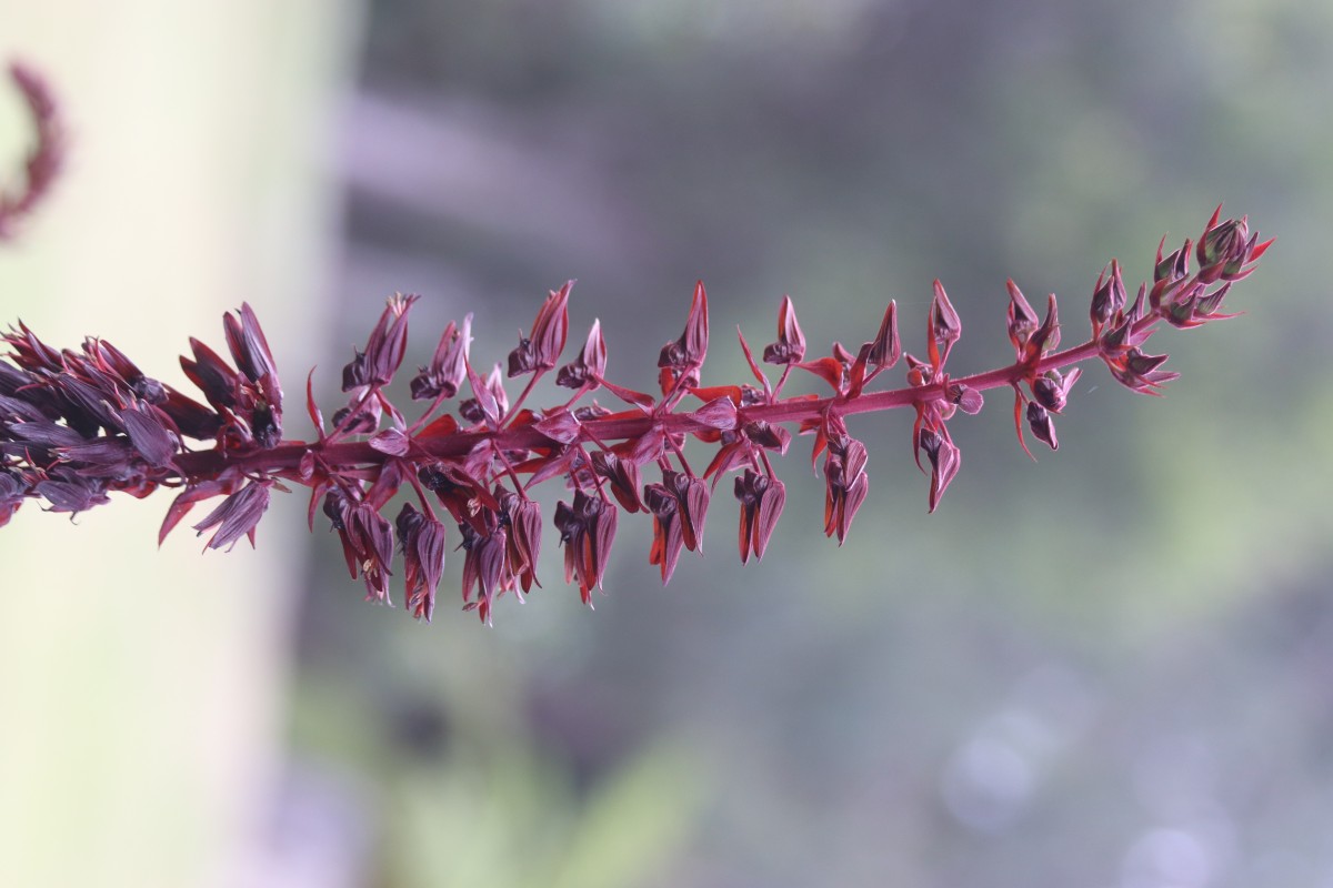 Melianthus major L.