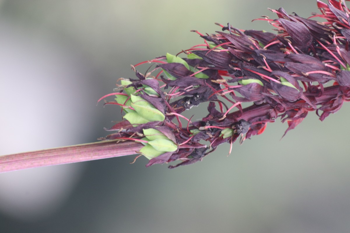 Melianthus major L.