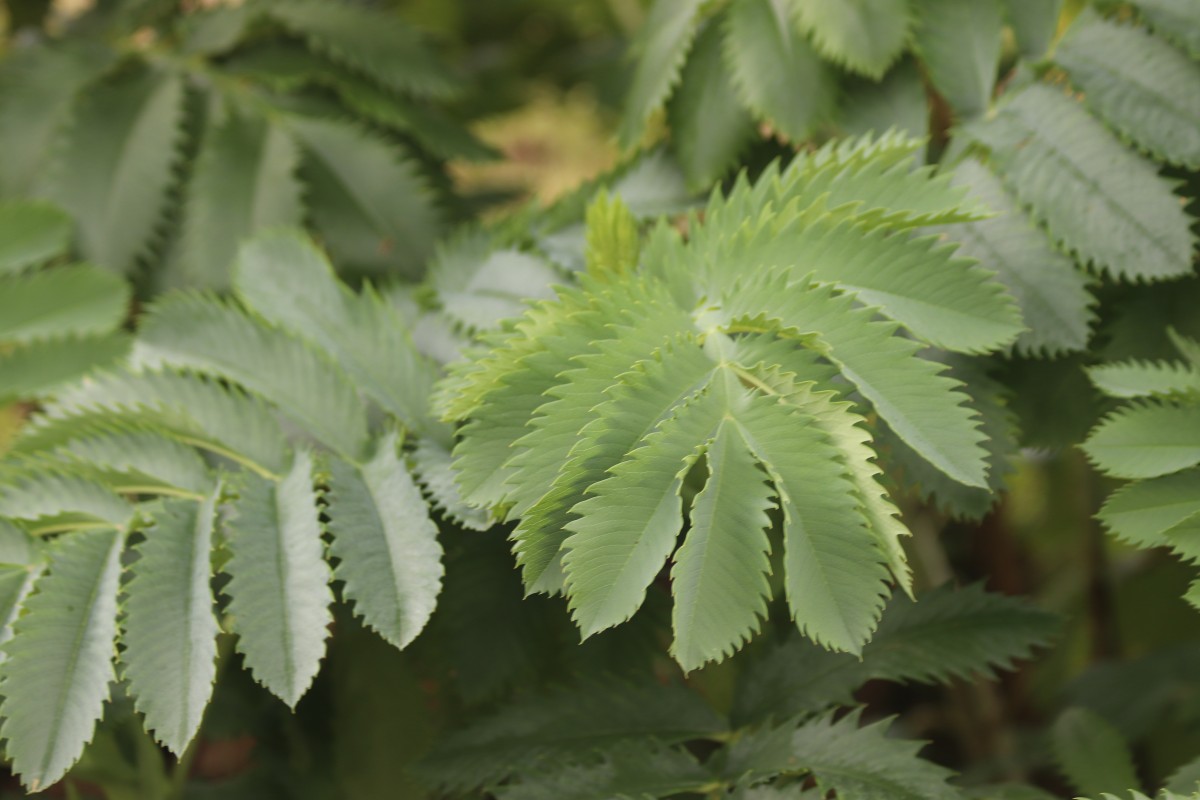 Melianthus major L.