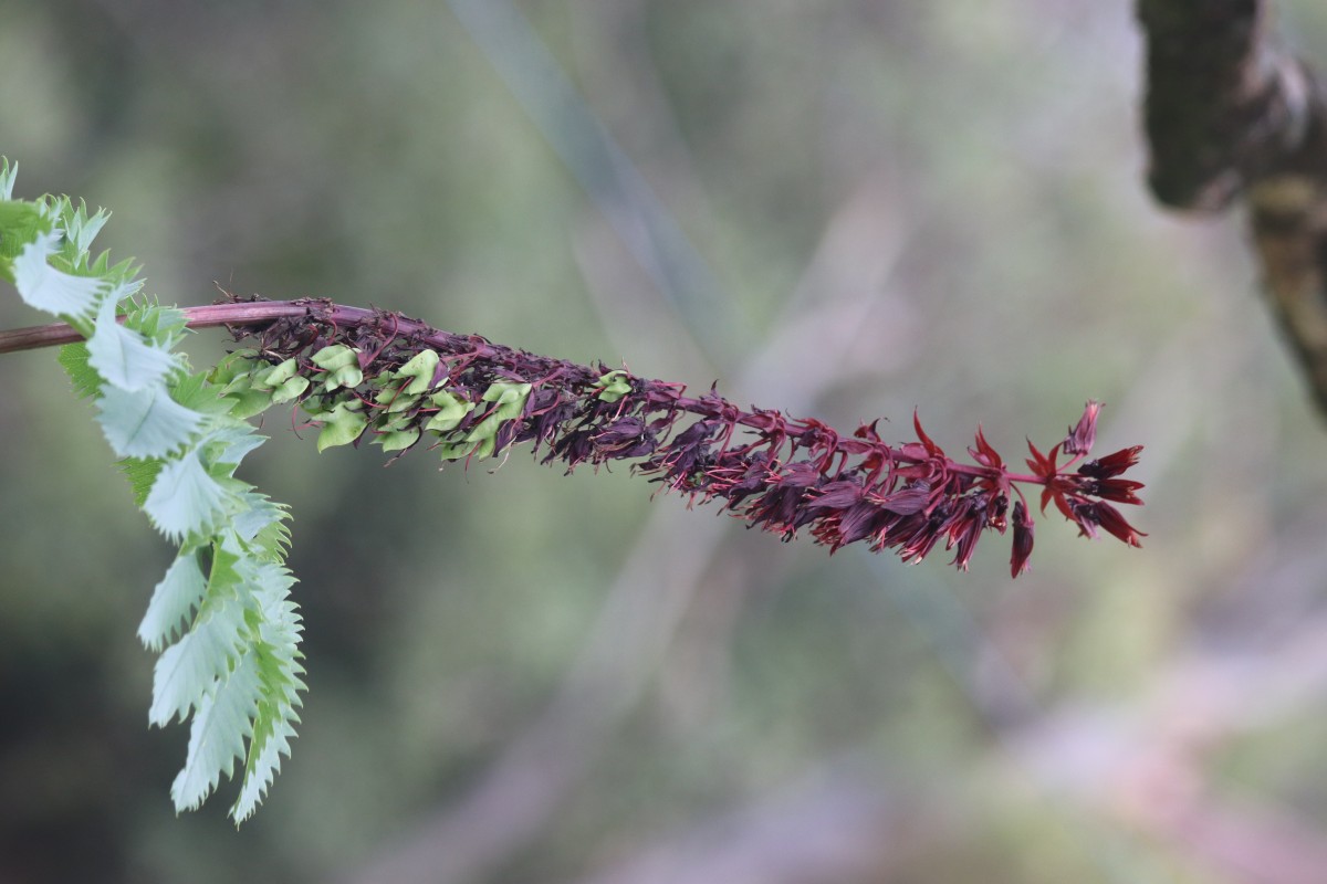 Melianthus major L.