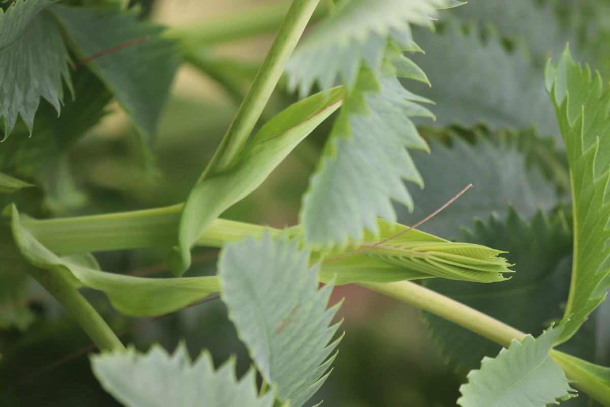 Melianthus major L.