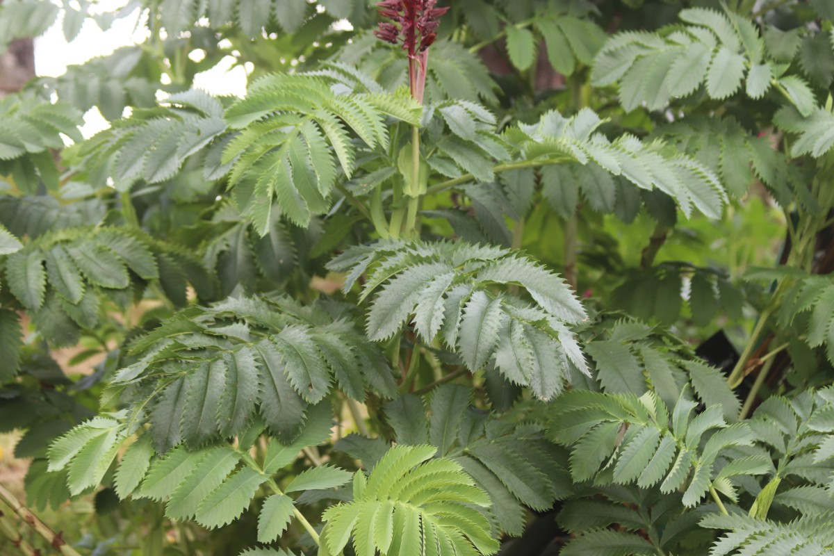 Melianthus major L.