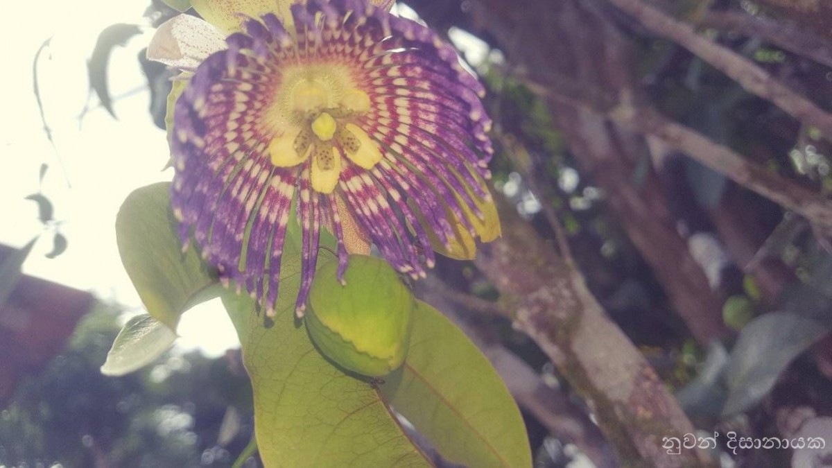 Passiflora maliformis L.